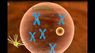 Mitosis 3D Animation Mitosis Cell division [upl. by Kluge]