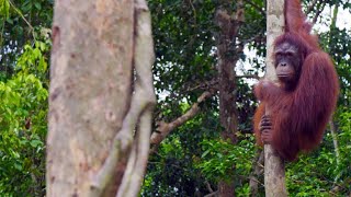 A NewlyReleased Orangutan Turns on His Handlers [upl. by Doane]