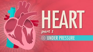 The Heart Part 1  Under Pressure Crash Course Anatomy amp Physiology 25 [upl. by Hpotsirhc]