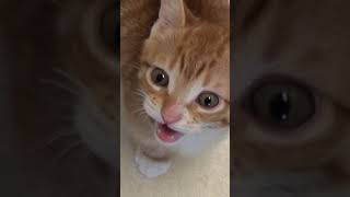 Cute Cats and Kittens Meowing Compilation shorts [upl. by Louanna]