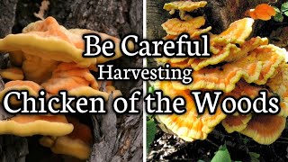 Be careful when harvesting Chicken of the Woods mushrooms [upl. by Lenahtan651]