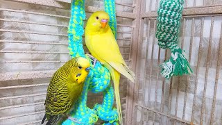 Help Lonely Budgies to Chirp Nature Parakeets Bird Sound 12 Hr [upl. by Rafi50]