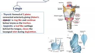 GASTROESOPHAGEAL REFLUX DISEASE GERD Causes SIgns and Symptoms Diagnosis and Treatment [upl. by Eceinart340]