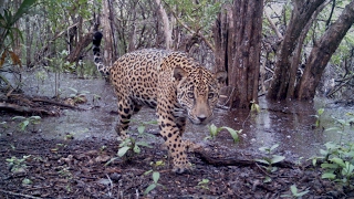 EL TERRITORIO DEL JAGUAR DOCUMENTAL [upl. by Hoeg]