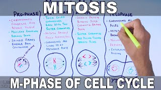 Mitosis  MPhase [upl. by Harve]