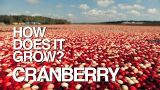 CRANBERRY  How Does It Grow [upl. by Leizar]