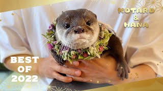 何度見てもかわいい！カワウソコタハナ厳選ベストシーン集 Best Moments of Otters Kotaro and Hana in 2022 [upl. by Louanne]