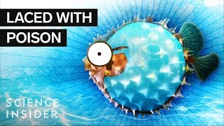 What’s Inside A Puffer Fish [upl. by Ciredor]