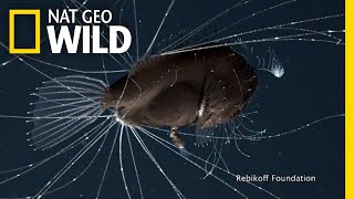 FirstEver Footage of DeepSea Anglerfish Mating Pair  Nat Geo Wild [upl. by Zachery747]