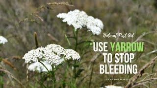 Natural First Aid How to Use Yarrow to Stop Bleeding [upl. by Ardith]