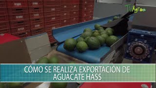 Como se realiza exportacion de aguacate Hass  TvAgro por Juan Gonzalo Angel Restrepo [upl. by Aihtnamas]