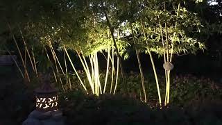 Phyllostachys vivax ‘Aureocaulis’ evolution in 4 years [upl. by Tawney573]