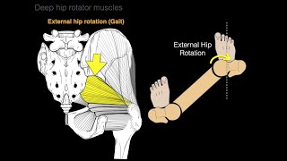 Deep hip rotator muscles [upl. by Tenrag527]