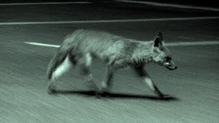 Urban fox calling in the UK [upl. by Trebmal]