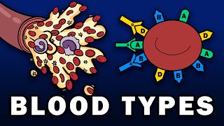 BLOOD TYPES  ABO and Rh Blood Group Systems [upl. by Sandon261]