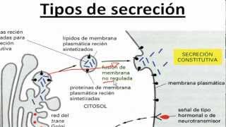 Ayudantía BioCel Transporte GolgiMembrana Exocitosis [upl. by Danieu]