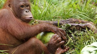 A Young Orangutan Turns to Coconut Theft [upl. by Wagstaff]