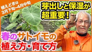 ３月植えおすすめ！里芋の植え方・育て方！目出しと保温が超重要！まで徹底解説！【家庭菜園】【サトイモ】【追肥】 [upl. by Donia]