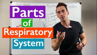 Parts of the Respiratory System  Overview [upl. by Aziaf513]