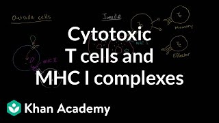 Cytotoxic T cells and MHC I complexes [upl. by Thoma]