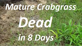 How to Kill Mature Crabgrass in 8 Days  Post Emergent Herbicide [upl. by Tori937]