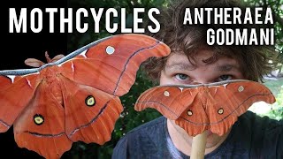 RARE Giant Moth Rearing Godmans silkmoth Antheraea godmani Mothcycles [upl. by Neelyahs]