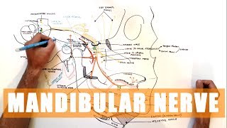 Trigeminal nerve Anatomy  The Mandibular nerve [upl. by Audley978]