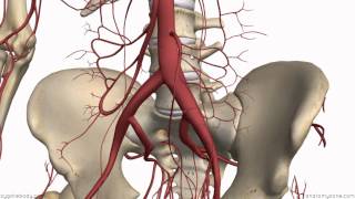 Inferior Mesenteric Artery  Anatomy Tutorial [upl. by Kathie813]