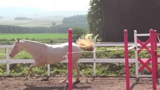 Day 4 Akhal Teke Stallion Kambarbay Loose Jumping [upl. by Suoirtemed]