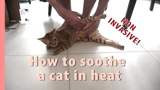 How I calm my cat in heat [upl. by Conchita384]