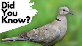 Things you need to know about COLLARED DOVES [upl. by Nodle744]