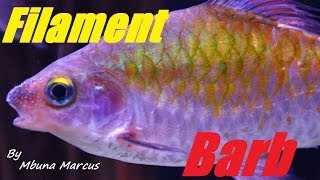 Aquarium Fish  Filament Barb quotPuntius Filamentosusquot Male amp Female [upl. by Severin136]