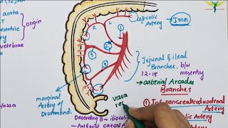 Superior Mesenteric ArterySMA  Course  Divisions  Termination [upl. by Airb682]