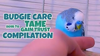 Budgie Care  How to Tame Gain Trust Compilation [upl. by Ruprecht]