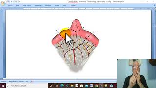 Development of face amp oral cavity  Part 2 PHARYNGEAL ARCHES [upl. by Acinnej4]