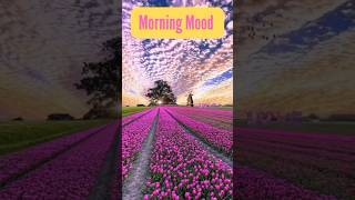 Edvard Grieg Morning Mood [upl. by Euqnimod]