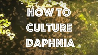 How To Culture Daphnia Magna [upl. by Tenahs]