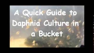 How to culture daphnia outside [upl. by Cotsen574]