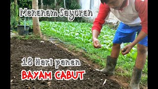 CARA MENANAM BAYAM CABUT DI RUMAH [upl. by Nnayd]