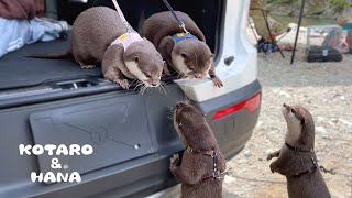 カワウソのカップル同士が出会ったら大変なことに・・！最強女子うい登場！ What Happens When Otter Couples Meet [upl. by Sidell]