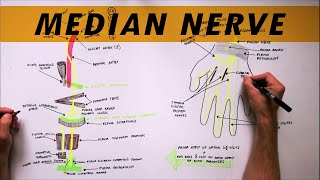 Median Nerve  Anatomy Tutorial [upl. by Hainahpez]