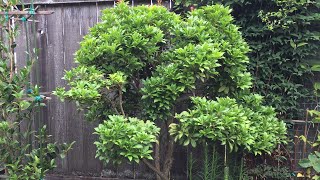 Pieris Japonica  Cloud Pruning  2020 Part 1 June 23 [upl. by Naitsirhc]