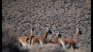 Especial Documental sobre el Guanaco [upl. by Yeleek]