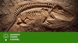 Fossils amp Dinosaurs  Real World Science on the Learning Videos Channel [upl. by Martreb345]