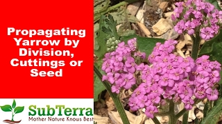 Propagating Yarrow Achillea Millefolium by Cutting and Division [upl. by Adnaval]