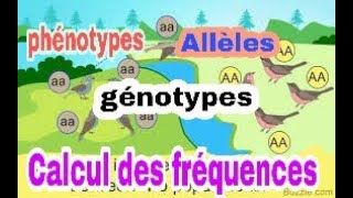 Méthodes de calcul des fréquences des phénotypes génotypes et des allèles [upl. by Dnalram]