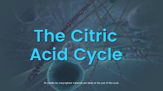 Overview of the citric acid cycle [upl. by Ais114]