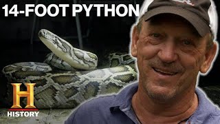 Swamp People Serpent Invasion 24 SNAKES CAUGHT in Python Hunting Competition Season 2  History [upl. by Adnowat]