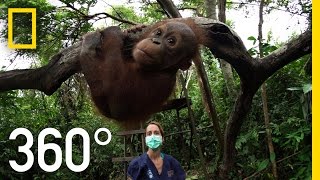 360° Orangutan School  National Geographic [upl. by Yelrebmyk147]