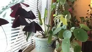 House Plant movement Time Lapse [upl. by Aynat416]